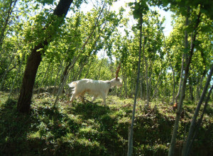 image8 Casali Di Margello