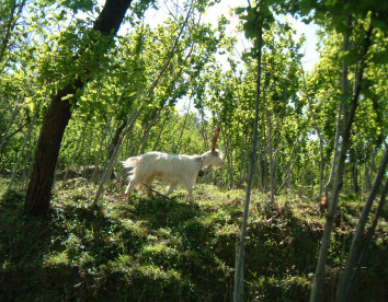 Casali di Margello