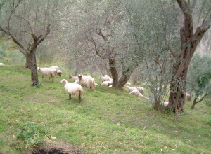 image16 Casali Di Margello