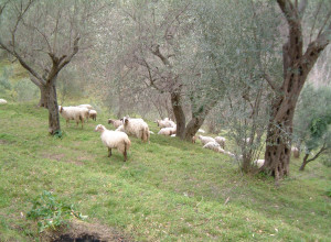 image5 Casali Di Margello