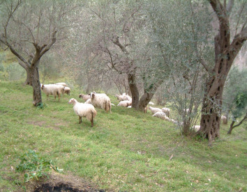 Casali di Margello