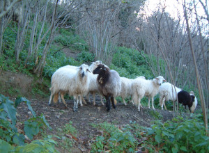 image13 Casali Di Margello
