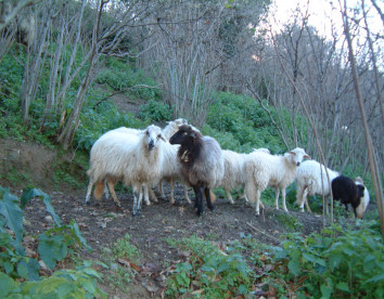 Casali di Margello