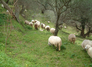 image2 Casali Di Margello