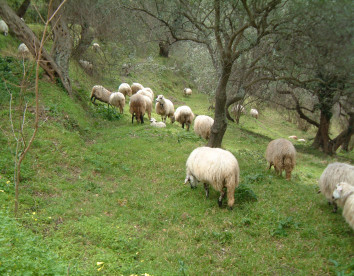 Casali di Margello