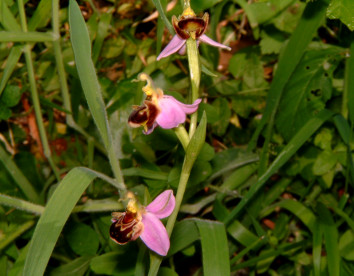 Casali di Margello