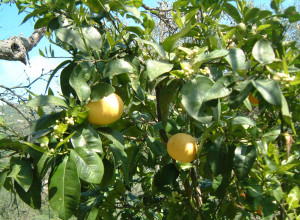 image24 Casali Di Margello