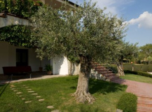 image7 La Vecchia Torre