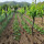 preview image5 produzione
