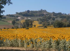 image7 Tenuta Colverano