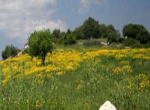 image5 Terre Di Varano