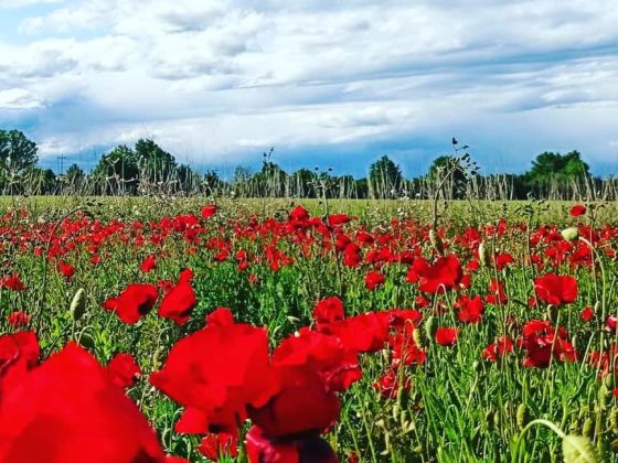 Le Stringaie foto esterno 4