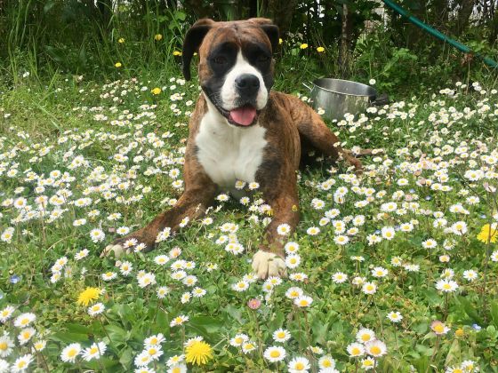 Le Stringaie foto esterno 3