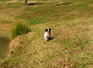 image6 Fattoria Voltrona