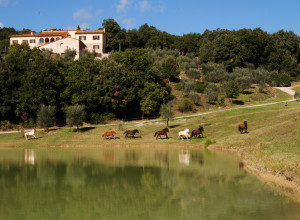 image9 Fattoria Voltrona
