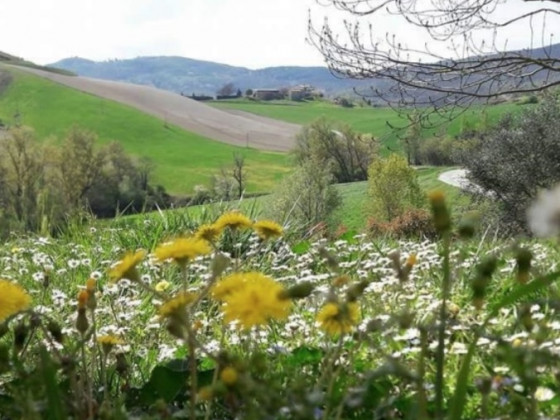Il Colore del Grano foto 4