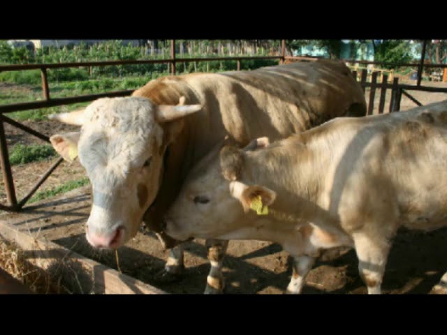 Video Vivinatura