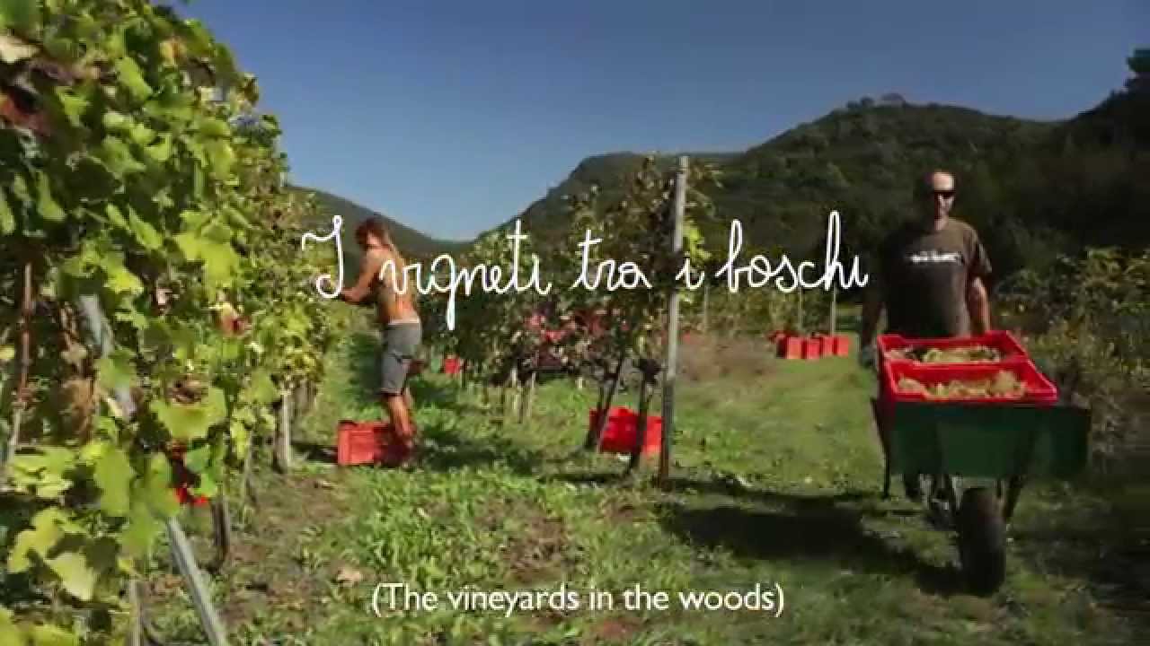 Video Valleponci